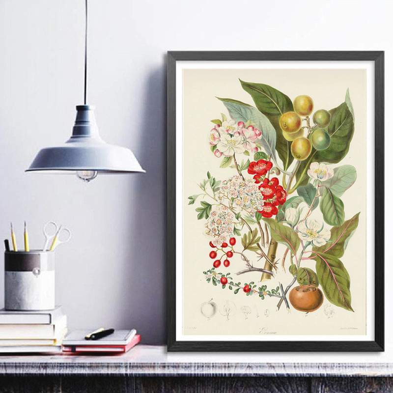 Botanical Collection Vintage P - Vintage Collectible Posters review and price